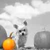 SmugMug > all-time keyword > max > just holidays without editing photo